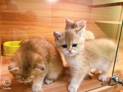 -猫十亿·布偶金渐层·曼基康矮脚猫舍(青年路店)