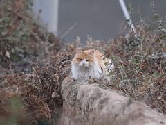 -暖泉古镇