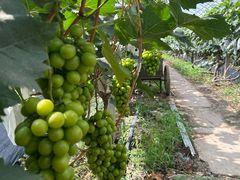 -马陆小张葡萄园农家乐