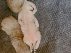 -创凡宠物医院·骨专科  猫科中心(西乡分院)