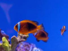 -上海海洋水族馆