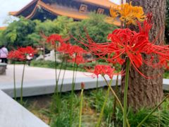 -西安大兴善寺