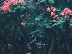 -莲花山公园