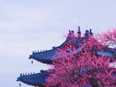 -梅花山(明孝陵内)