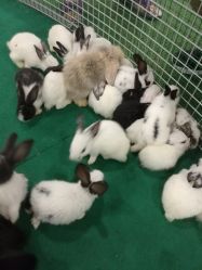 -萌宠亲子动物乐园(槐房万达店)