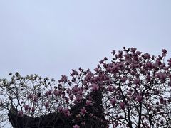 -八大山人梅湖景区