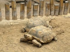 -石家庄市动物园