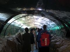 -悉尼海洋生物水族馆