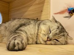 -猫咪派对(江南西店)