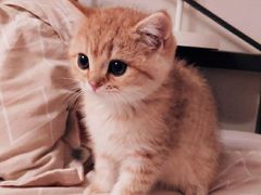 -东方名猫馆·英短金渐层布偶猫舍(环线广场1号楼店)