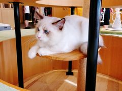 -CAT’S MEWSTAR CAFE·喵星球猫屋(晴湾咖啡店)