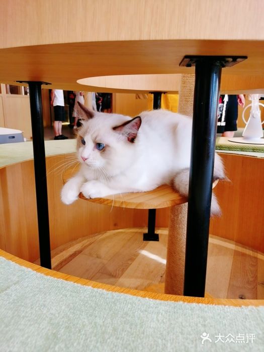 CAT’S MEWSTAR CAFE·喵星球猫屋(晴湾咖啡店)图片