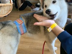 -Husky Go! 哈士奇体验馆·宠物咖啡厅狗咖