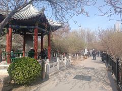 -桃花堤公园