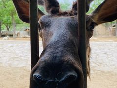 -石家庄市动物园