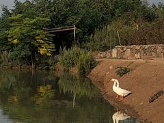 -恋山坝上草原
