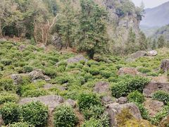 -石台牯牛降景区