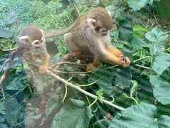 -石家庄市动物园