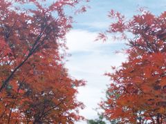 -广州市帽峰山景区