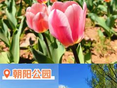 -朝阳公园