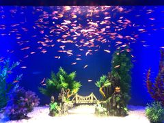 -青岛海底世界-水族馆