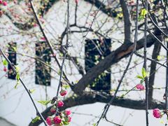 -桃花堤公园