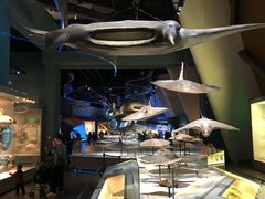 -贝林大翅鲸简餐厅(国家海洋博物馆店)