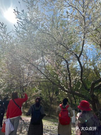 周六终于和同学去了玉渊潭,美是真的美,人也是真的多