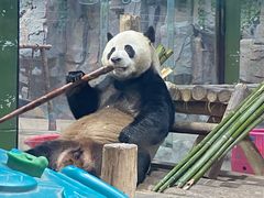 -栾川竹海野生动物园