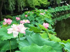 -陈家山荷花公园