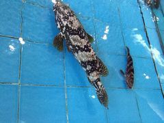 iphone_upload_pic-新河畔海鲜酒楼(虎门店)