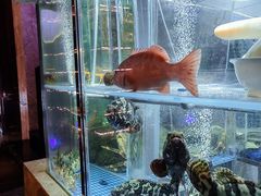 -海派悦庭·海胆烧麦·新融合菜(凯德广场店)
