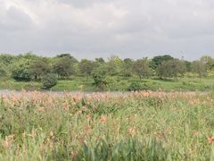-海珠湖公园