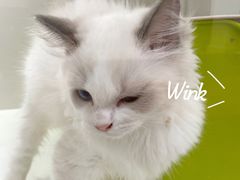 -青奢宠物·青奢猫舍