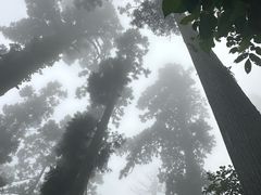 -天目山大树王景区