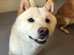 -喜柴咖啡·柴犬狗咖