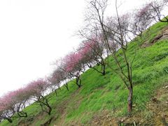 -新建村梅花