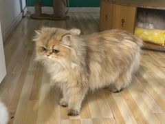 -柚子猫舍·精品猫舍购猫·猫咪认养·购宠·宠物店