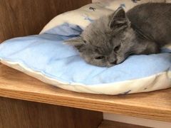 -纳吉亚猫专科动物诊疗中心(蒋宅口分院)