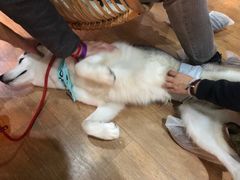 -Husky Go! 哈士奇体验馆·宠物咖啡厅狗咖