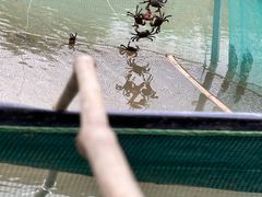 -上海都市菜园