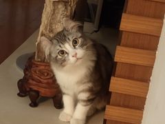-Bastet sally猫舍购宠(静安店)
