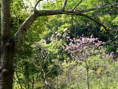 -火炉山森林公园