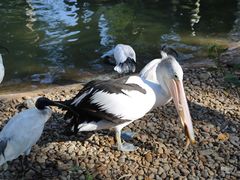 -费瑟代尔野生动物园