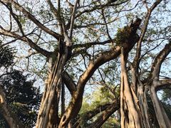 -瑞丽独树成林风景区