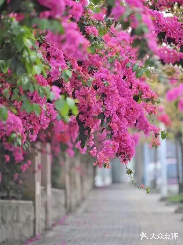 这是适合播种的时节。花怒放，人有情