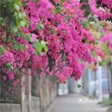这是适合播种的时节。花怒放，人有情