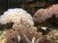 iphone_upload_pic-北戴河圣蓝海洋公园