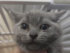 -创凡宠物医院·骨专科  猫科中心(西乡分院)