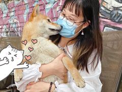 -柴犬高等学院·狗咖·柴犬售卖·宠物训练